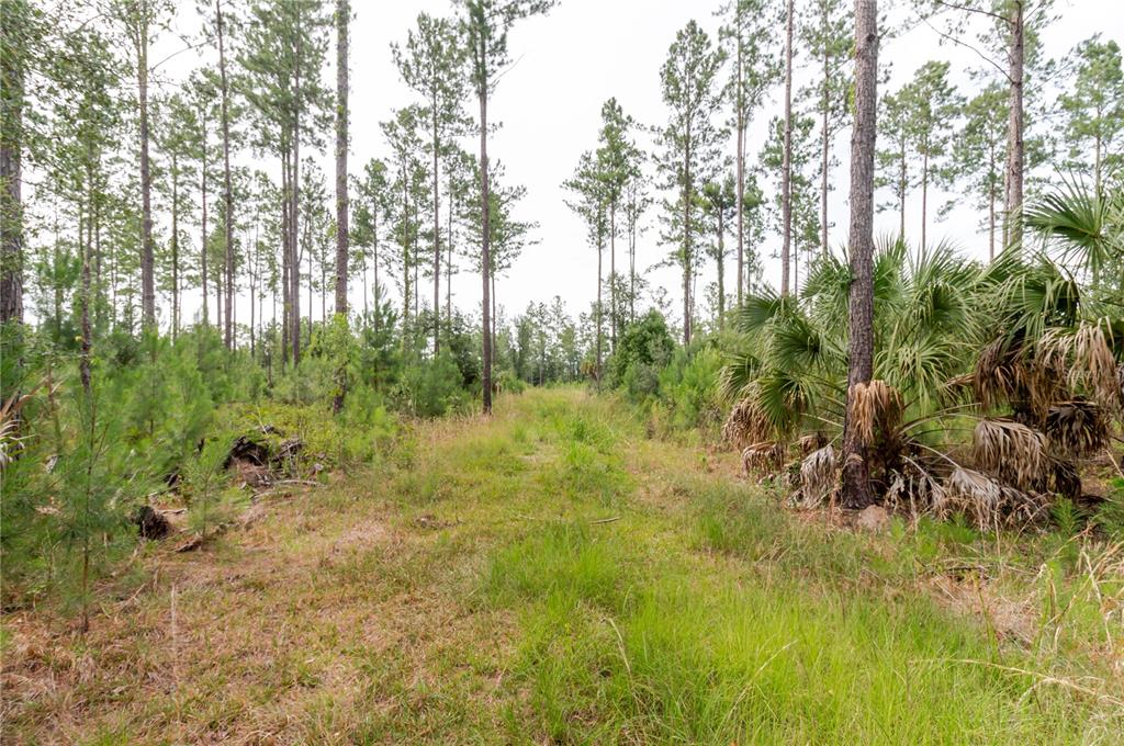 Northeast 90th Street Road Fort McCoy, FL 32134 - Photo 22 of 25