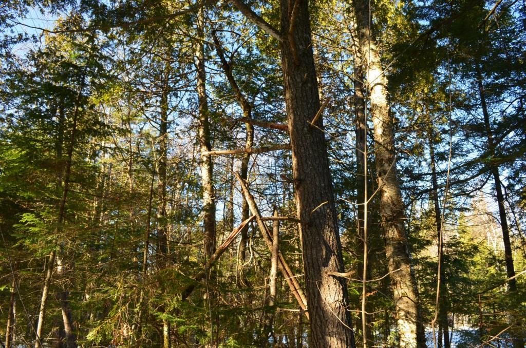 0 Cornell Road Medway, ME 04460 - Photo 3 of 13 Maine Land for Sale In Maine