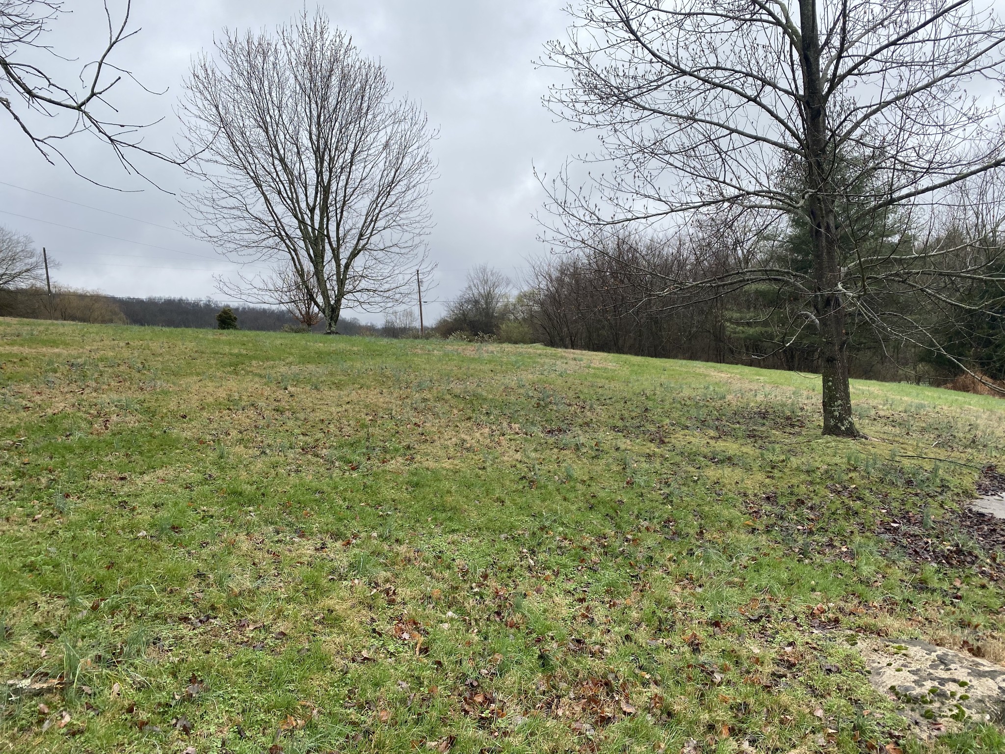 113 Lake Wood Road Lebanon, TN 37087 - Photo 4 of 19 a backyard of a house with lots of green space