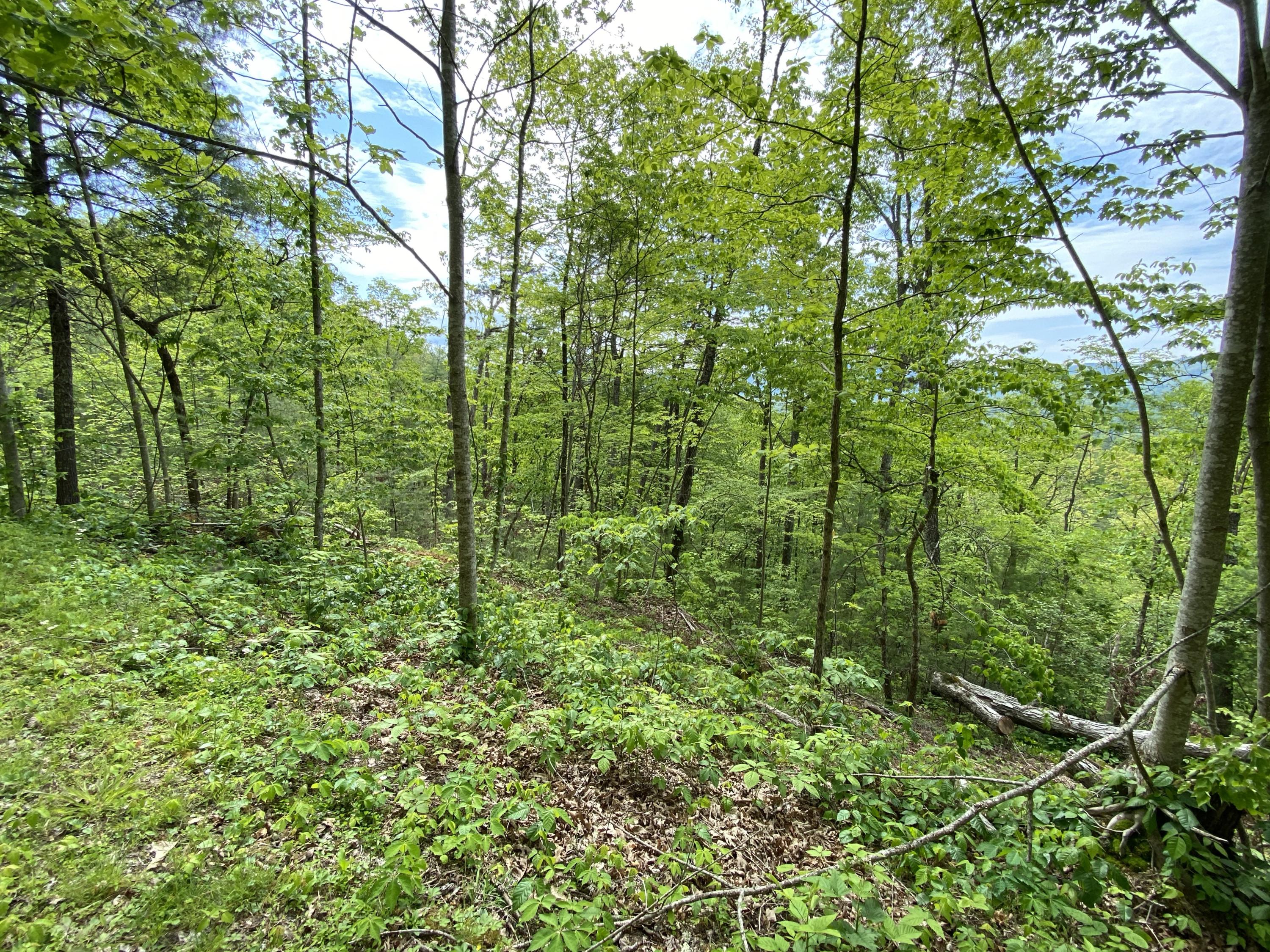 440 Heavenly Way Del Rio, TN 37727 - Photo 25 of 25 19