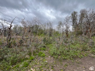 144 West Bear Tooth Ridge Coalville, UT 84017 - Photo 17 of 19 Natural landscape with varied vegetation, including mature trees and ground cover