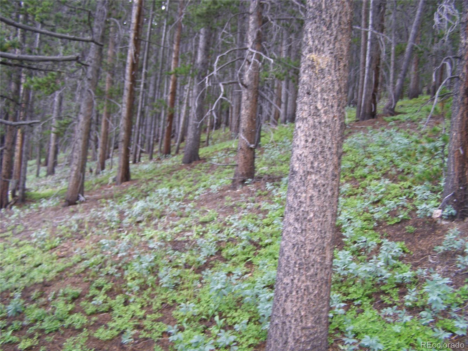 Lot 373 Steuart Road Idaho Springs, CO 80452 - Photo 6 of 12 Gallery Image 6
