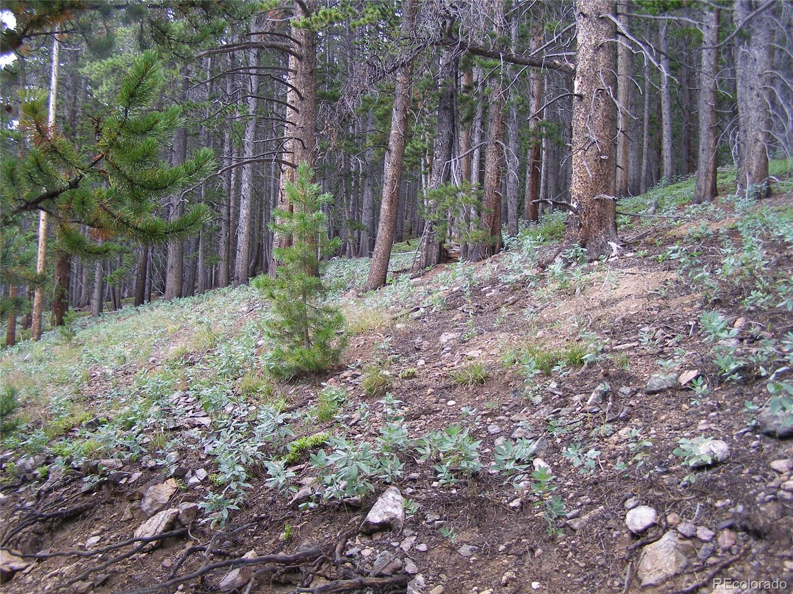 Lot 373 Steuart Road Idaho Springs, CO 80452 - Photo 9 of 12 Gallery Image 9