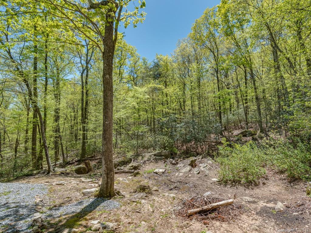 1251 Judes Gap Road Mill Spring, NC 28756 - Photo 28 of 35 a view of a forest with trees