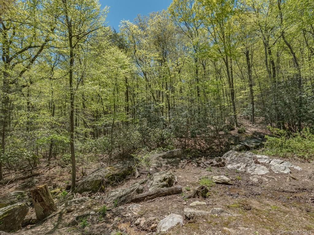 1251 Judes Gap Road Mill Spring, NC 28756 - Photo 29 of 35 a view of a forest with trees