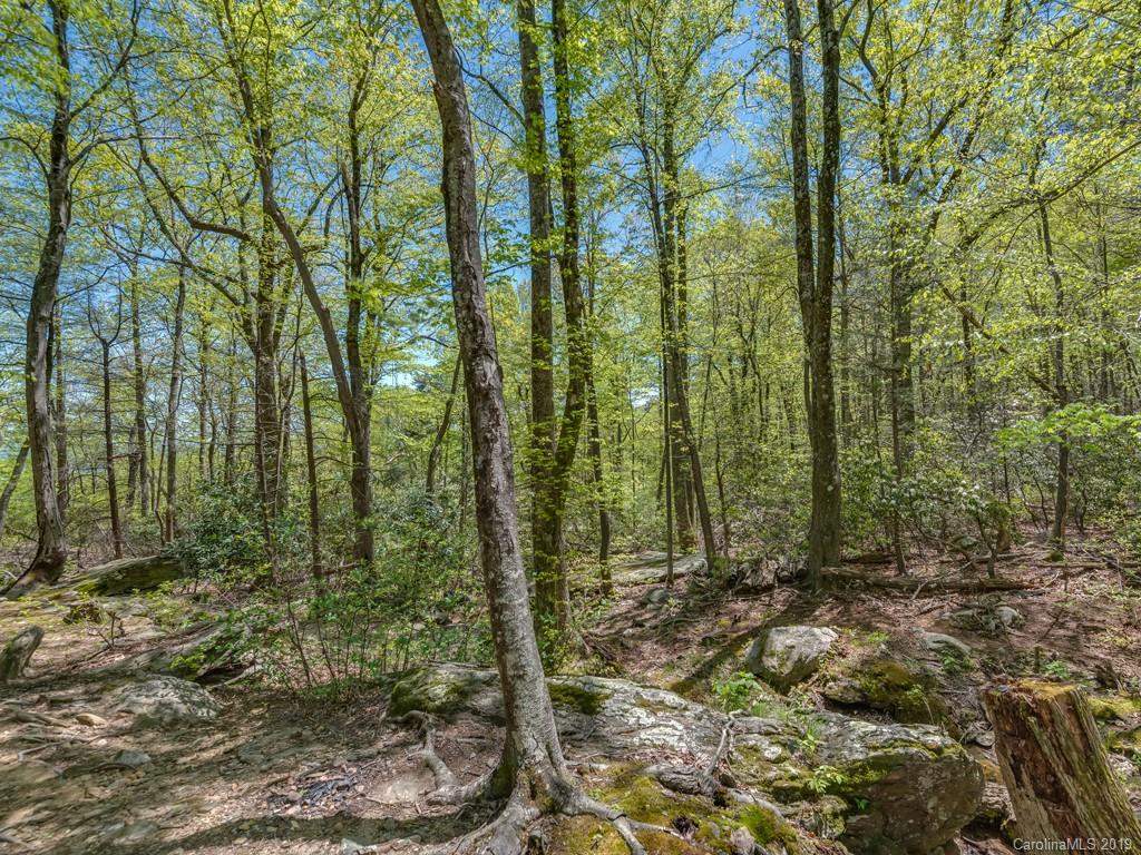 1251 Judes Gap Road Mill Spring, NC 28756 - Photo 30 of 35 a view of forest