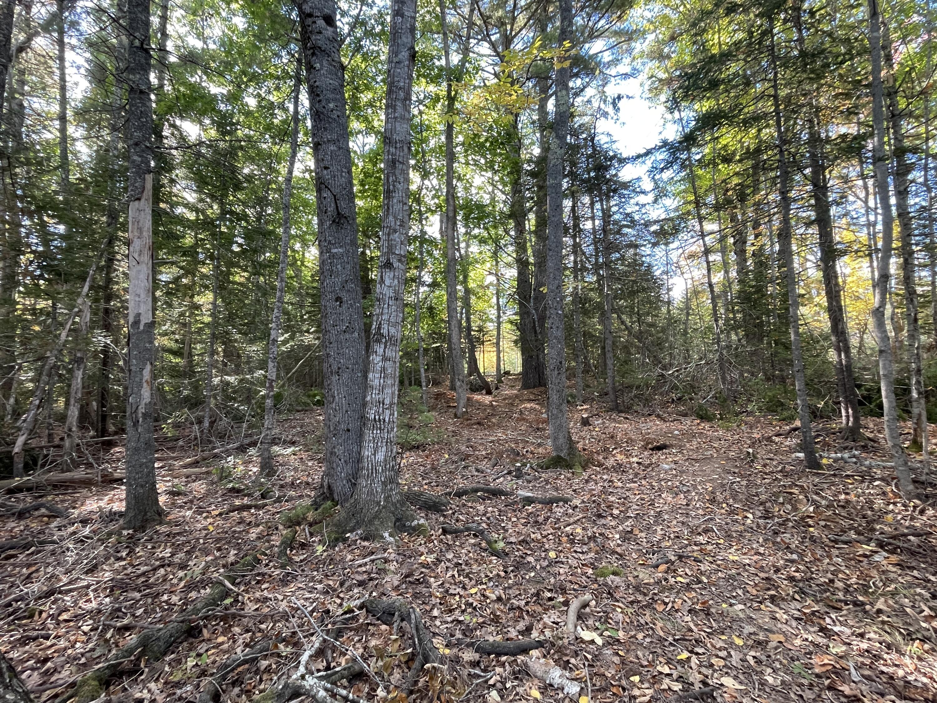 42 Dwelly Point Road Franklin, ME 04634 - Photo 15 of 22 IMG_5444