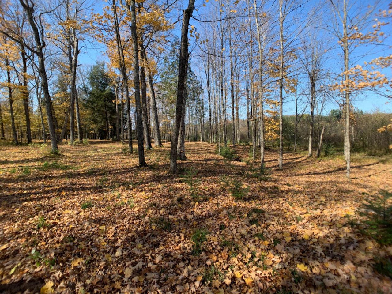 Lot2 Lot2 Cth Ff Mercer, WI 54547 - Photo 10 of 29 Gallery Image 10
