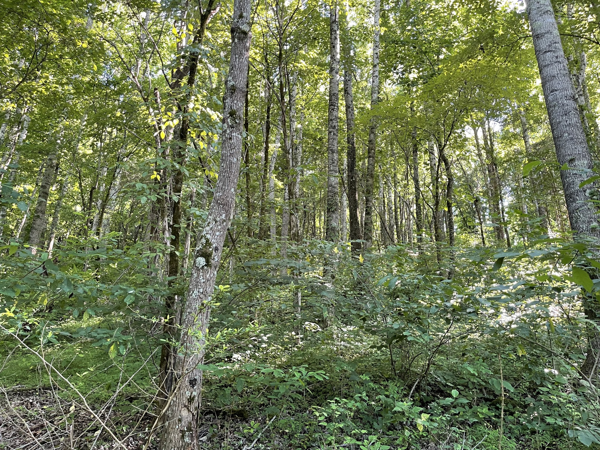 1102 Garner Hollow Road Pulaski, TN 38478 - Photo 29 of 41