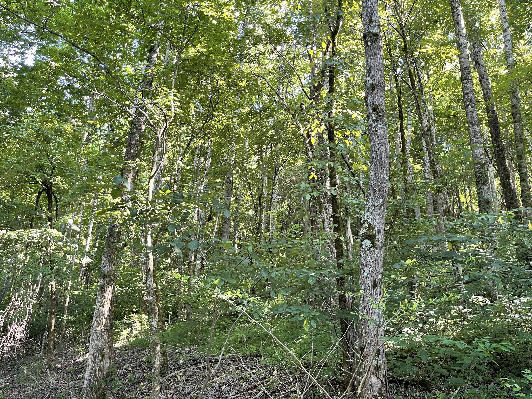1102 Garner Hollow Road Pulaski, TN 38478 - Photo 30 of 41