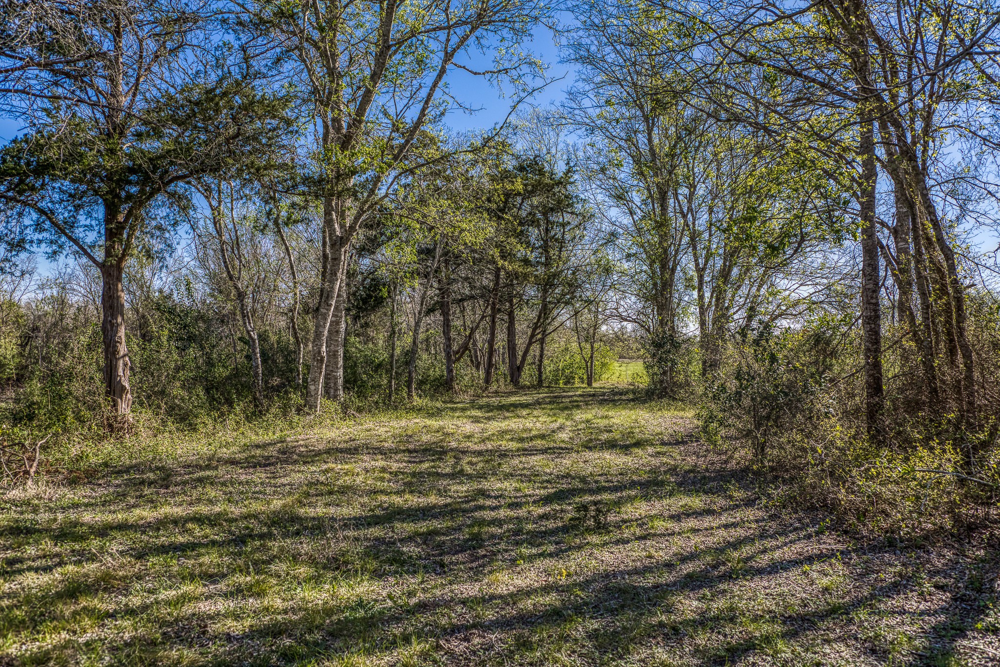 6510 Ganske Road Burton, TX 77835 - Photo 36 of 48 a view of a yard with a tree