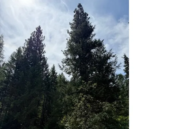 $135,000 | Undisclosed Address, Springdale, WA 99173