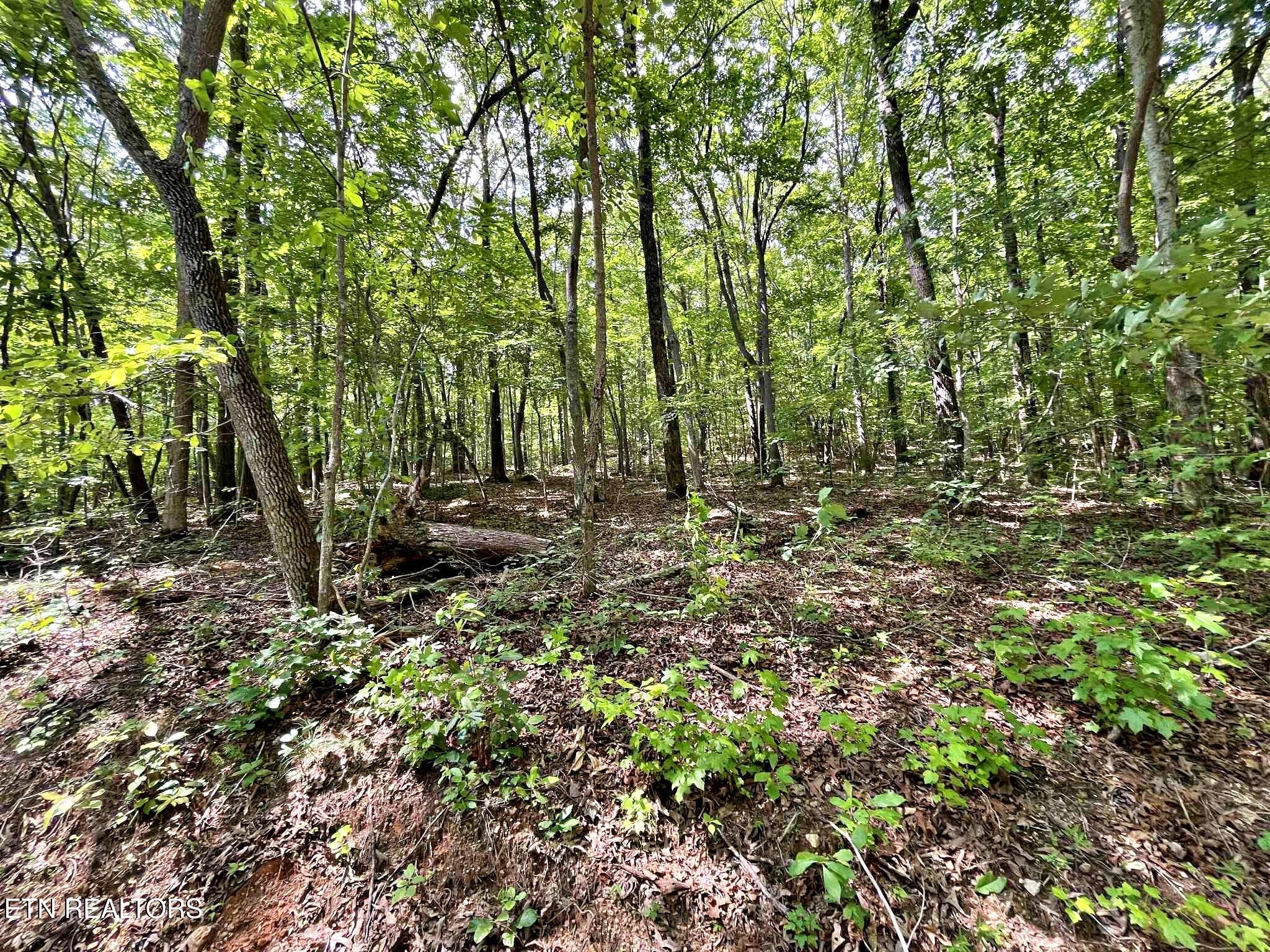 Lot 2 Raby Hollow Road Kingston, TN 37763 - Photo 2 of 13 a22efda0-0660-4a10-bac7-da0214c8a544