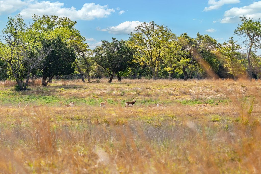862 Grape Creek Road Fredericksburg, TX 78624 - Photo 84 of 91