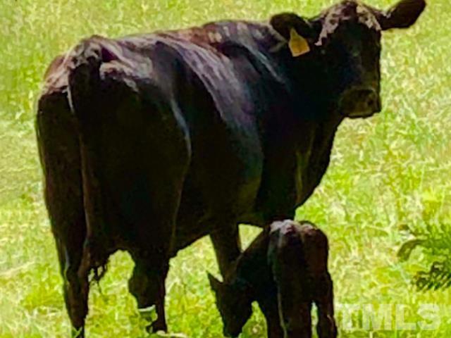 1616 Carl Durham Road Chapel Hill, NC 27516 - Photo 40 of 56