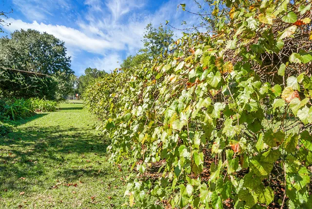 $1,000,000 | 1763 Kingstree Highway, Manning, SC 29102