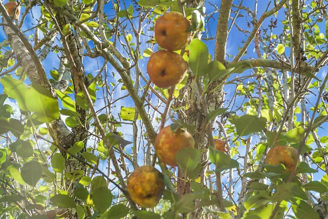 $1,000,000 | 1763 Kingstree Highway, Manning, SC 29102