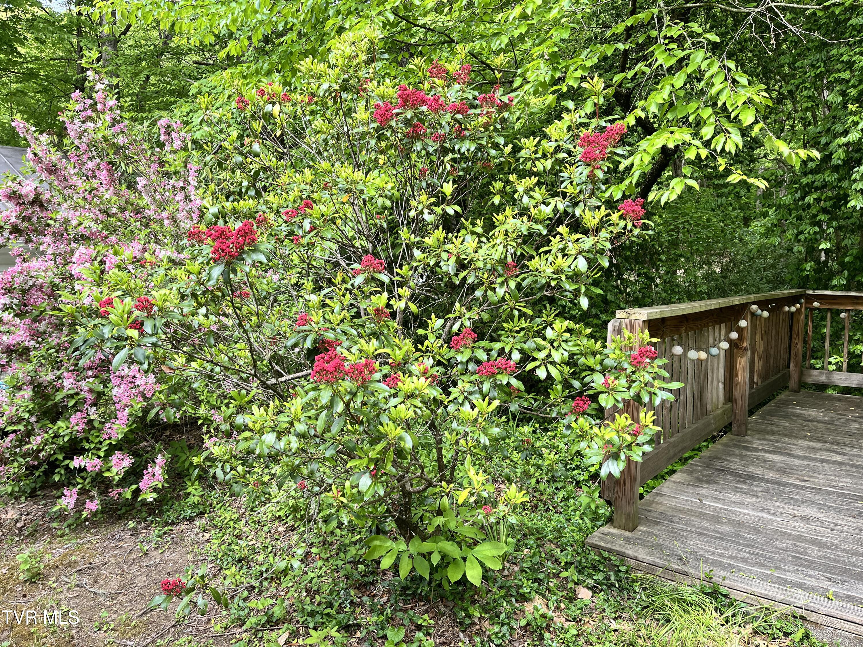 275 Tiger Creek Road Roan Mountain, TN 37687 - Photo 104 of 104 275 Tiger Creek ph6