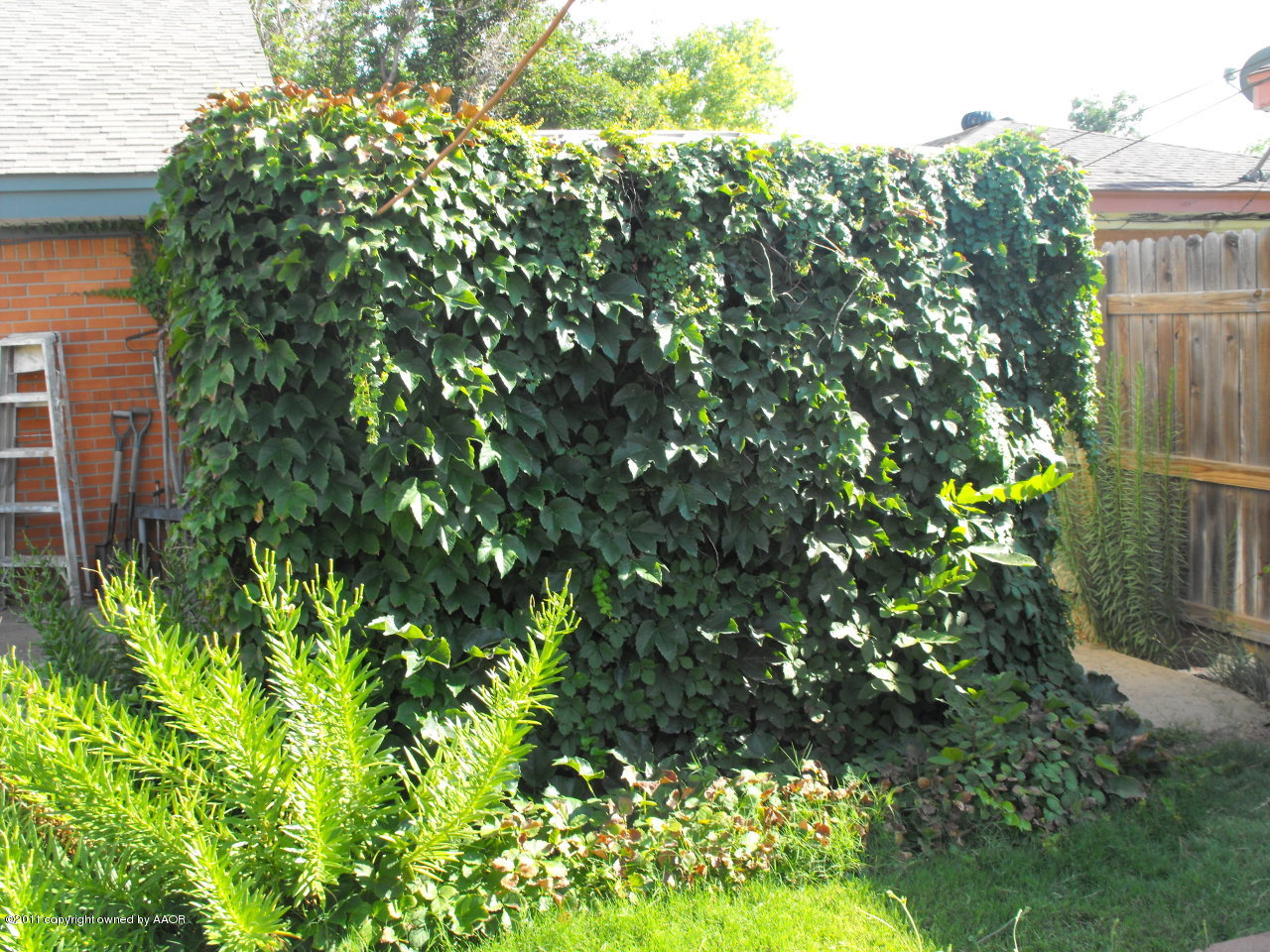 5502 Alvarado Road Amarillo, TX 79106 - Photo 19 of 20 greenery in backyard/ nice landscaping