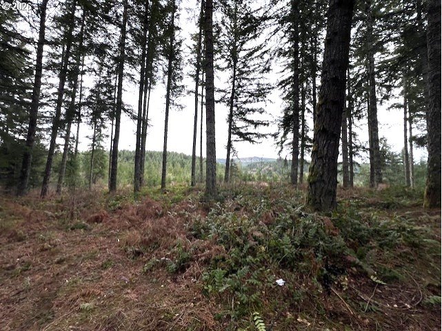 47 Highway 47 Vernonia, OR 97064 - Photo 13 of 24 a view of outdoor space with lots of trees