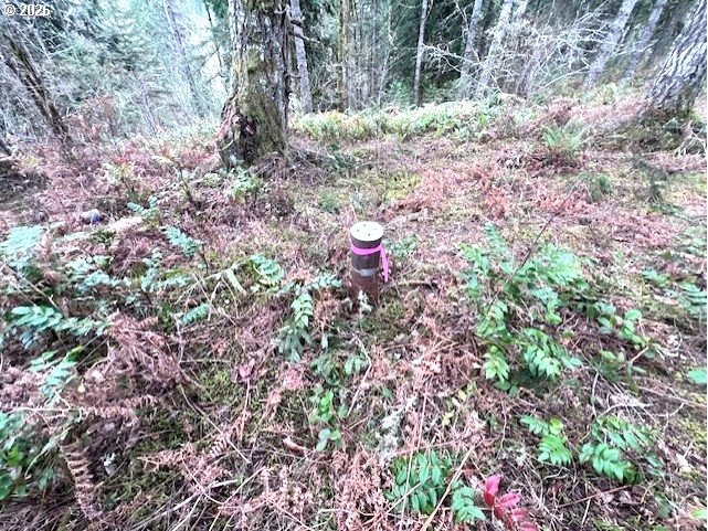 47 Highway 47 Vernonia, OR 97064 - Photo 18 of 24 a view of a yard