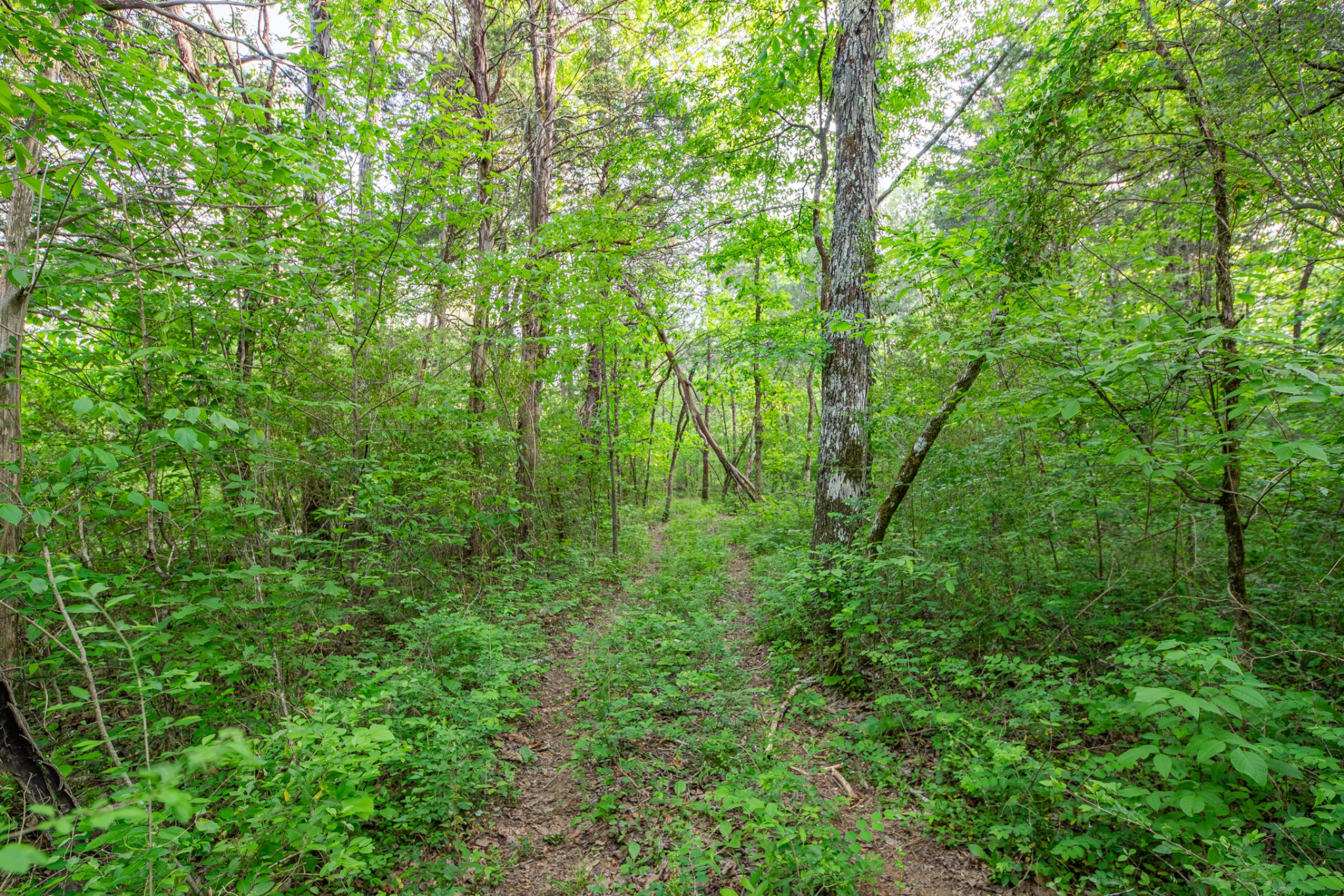 4751 Thick Road Chapel Hill, TN 37034 - Photo 62 of 66