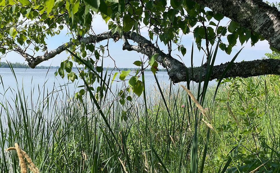 Lot 4 Seclusion Point Road Dent, MN 56528 - Photo 10 of 16