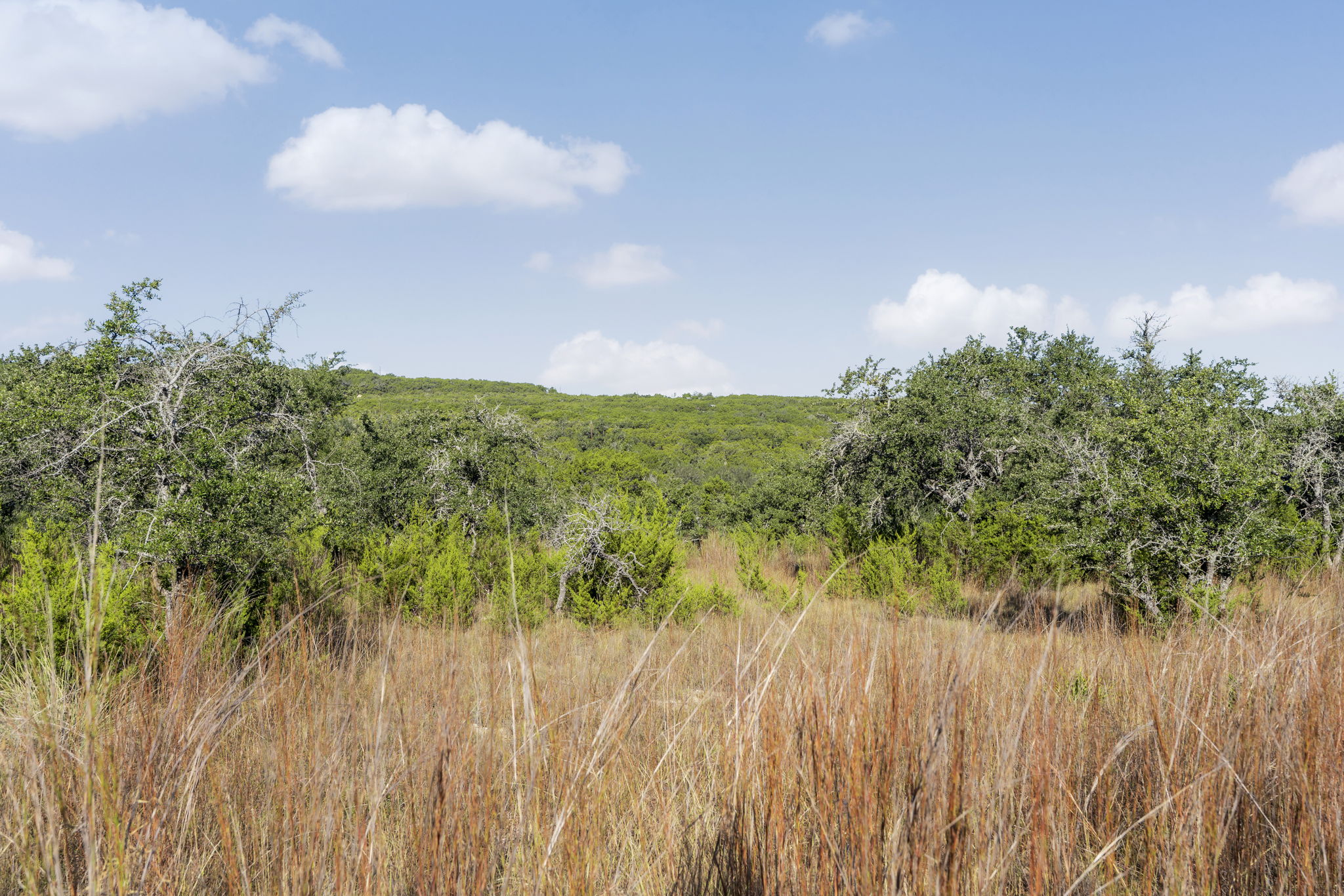 2021 Stagecoach Ranch Road Dripping Springs, TX 78620 - Photo 10 of 35