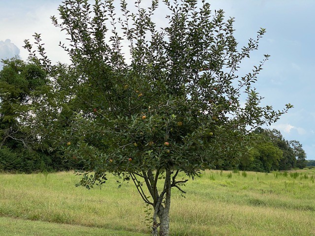 3764 Decherd Estill Road Winchester, TN 37398 - Photo 19 of 29 a view of a yard with a tree