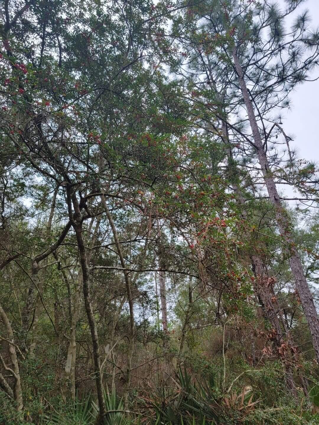 3900 High Ridge Road Crestview, FL 32539 - Photo 5 of 6 a view of tree