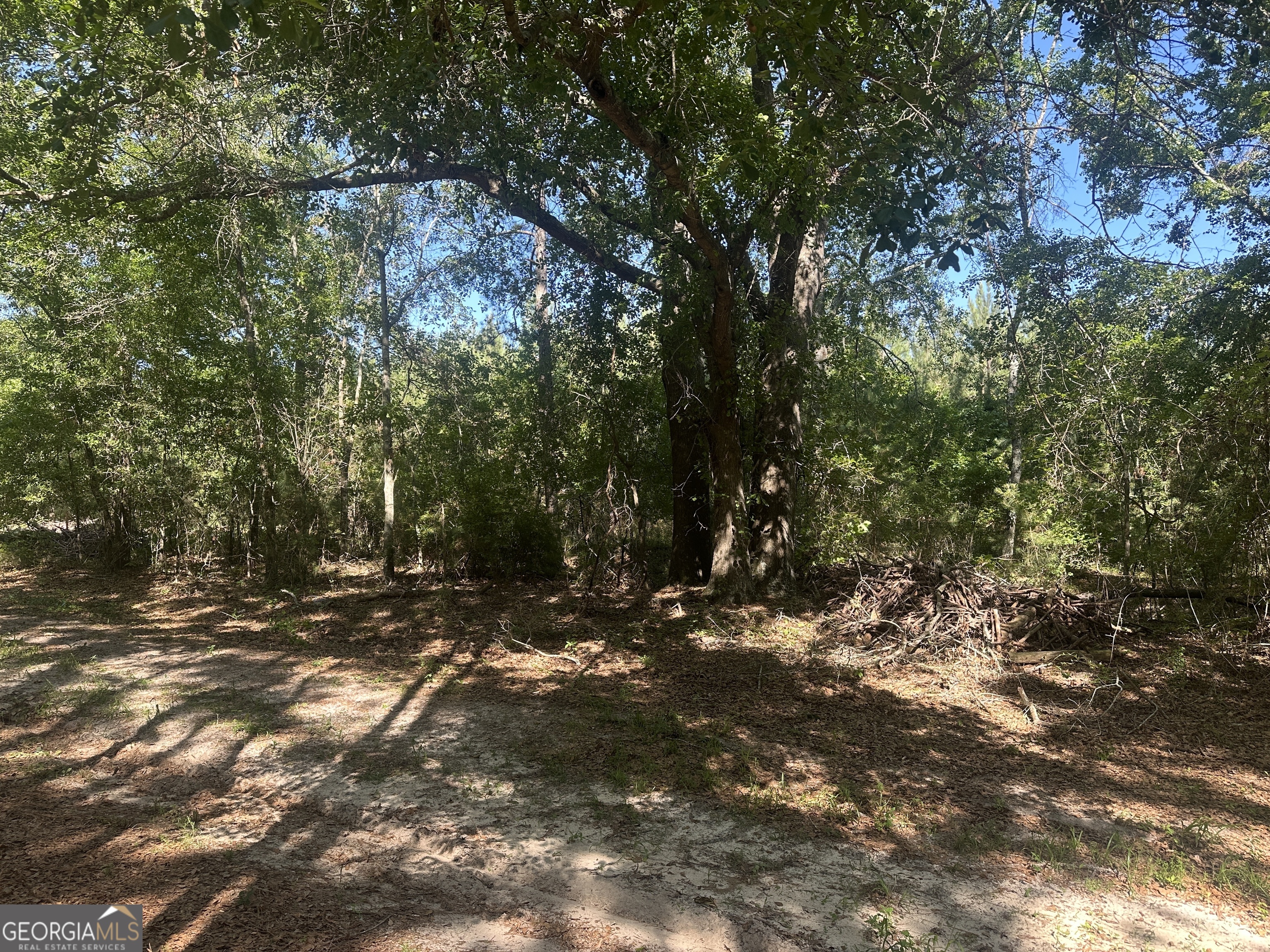 0 Dorsey Clark Road Sylvania, GA 30467 - Photo 12 of 16 a view of a tree in a yard
