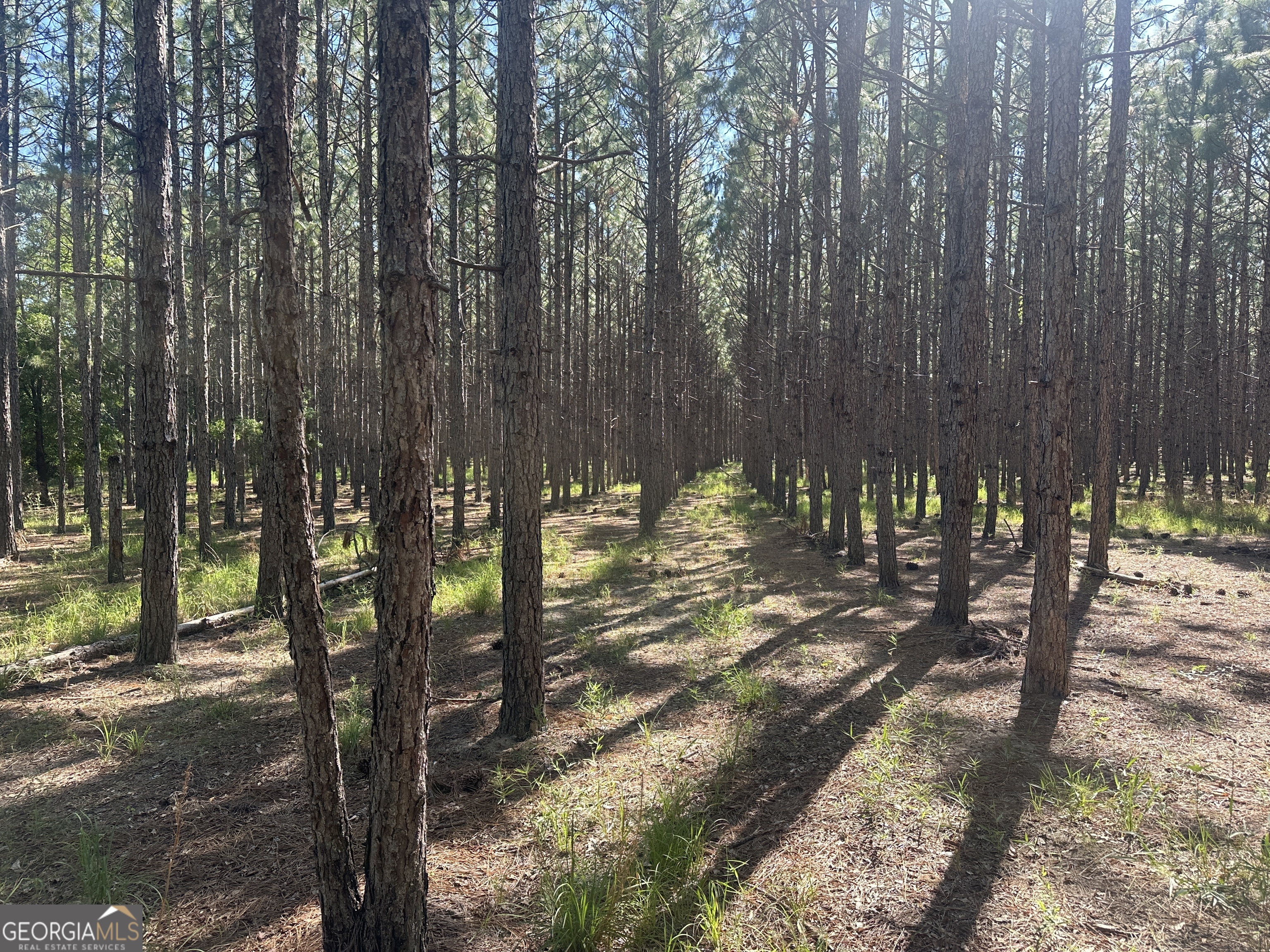 0 Dorsey Clark Road Sylvania, GA 30467 - Photo 13 of 16 a view of a yard with plants and trees