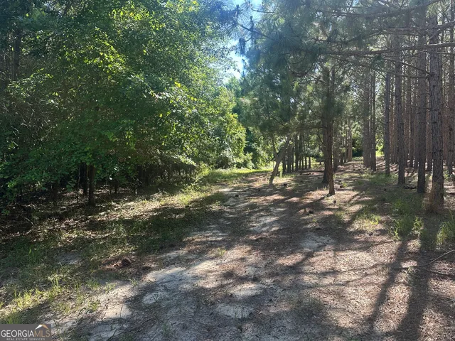 a view of a forest with trees