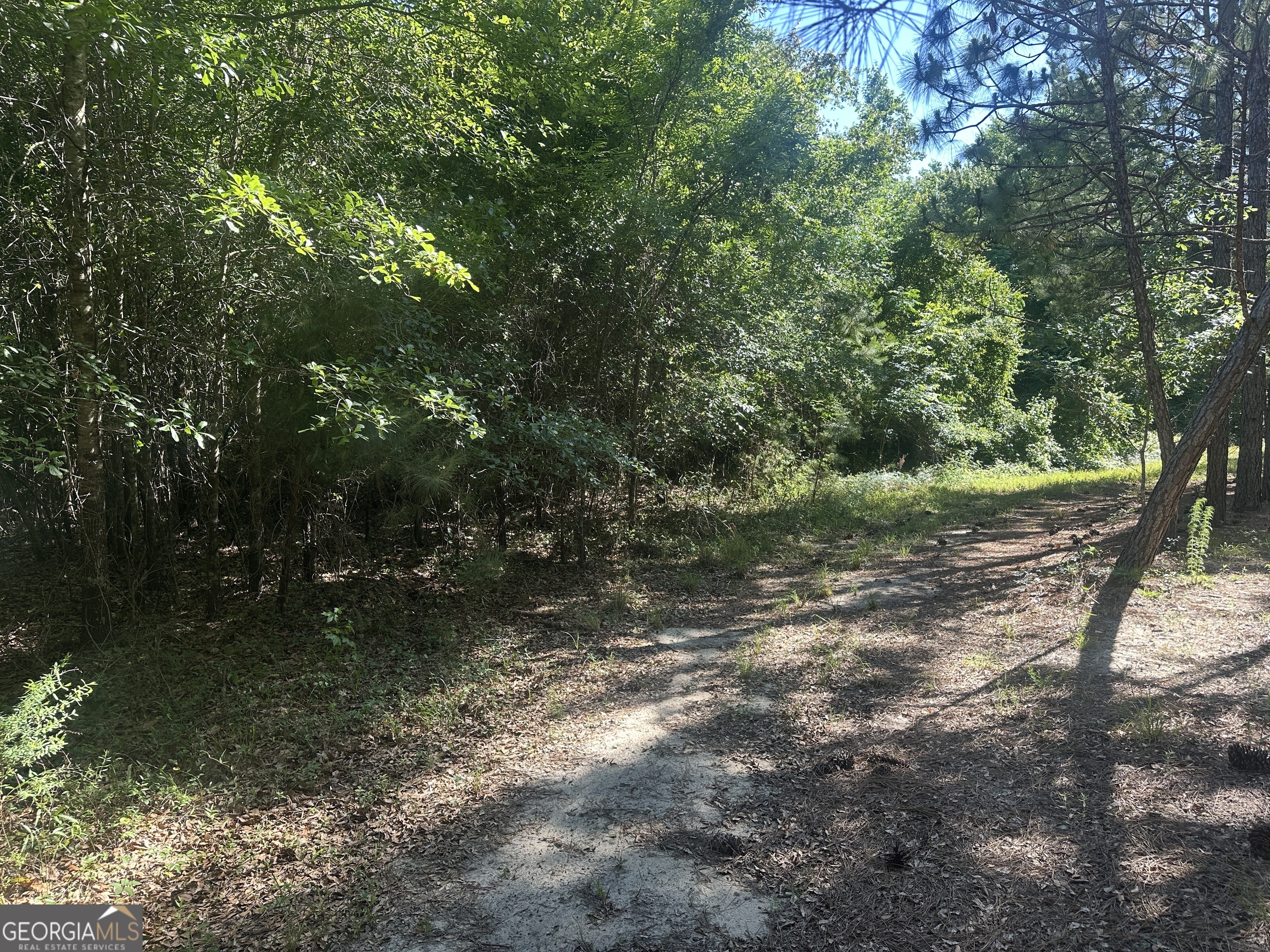 0 Dorsey Clark Road Sylvania, GA 30467 - Photo 16 of 16 a view of a forest with trees