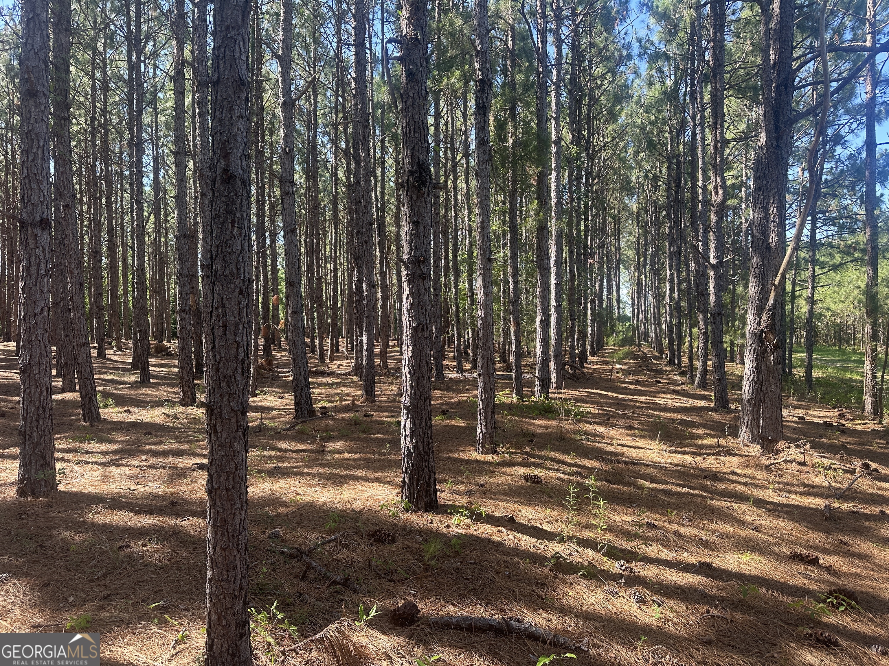0 Dorsey Clark Road Sylvania, GA 30467 - Photo 2 of 16 a view of a street with large trees