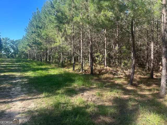 a view of a park with large trees