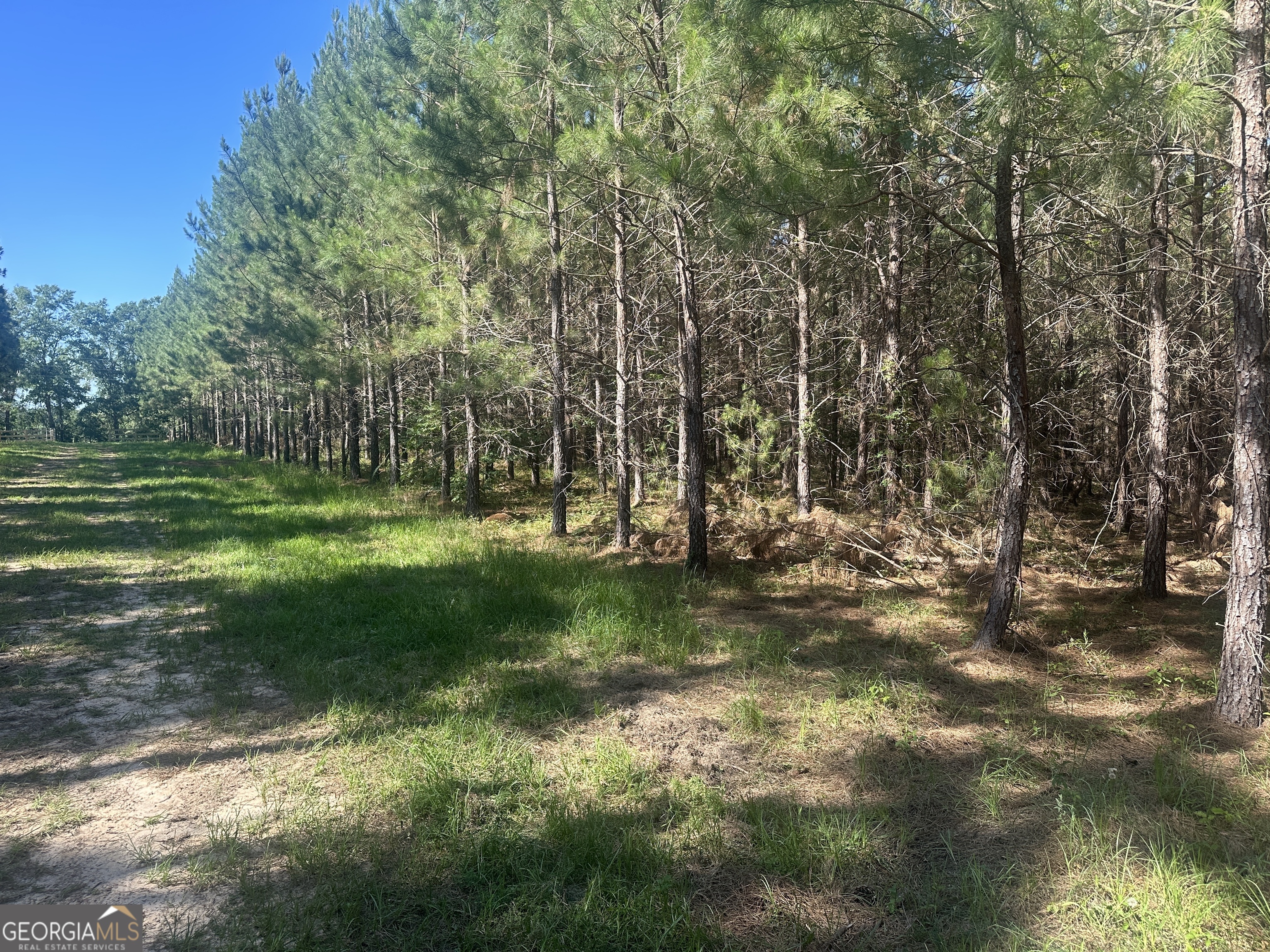 0 Dorsey Clark Road Sylvania, GA 30467 - Photo 4 of 16 a view of a park with large trees