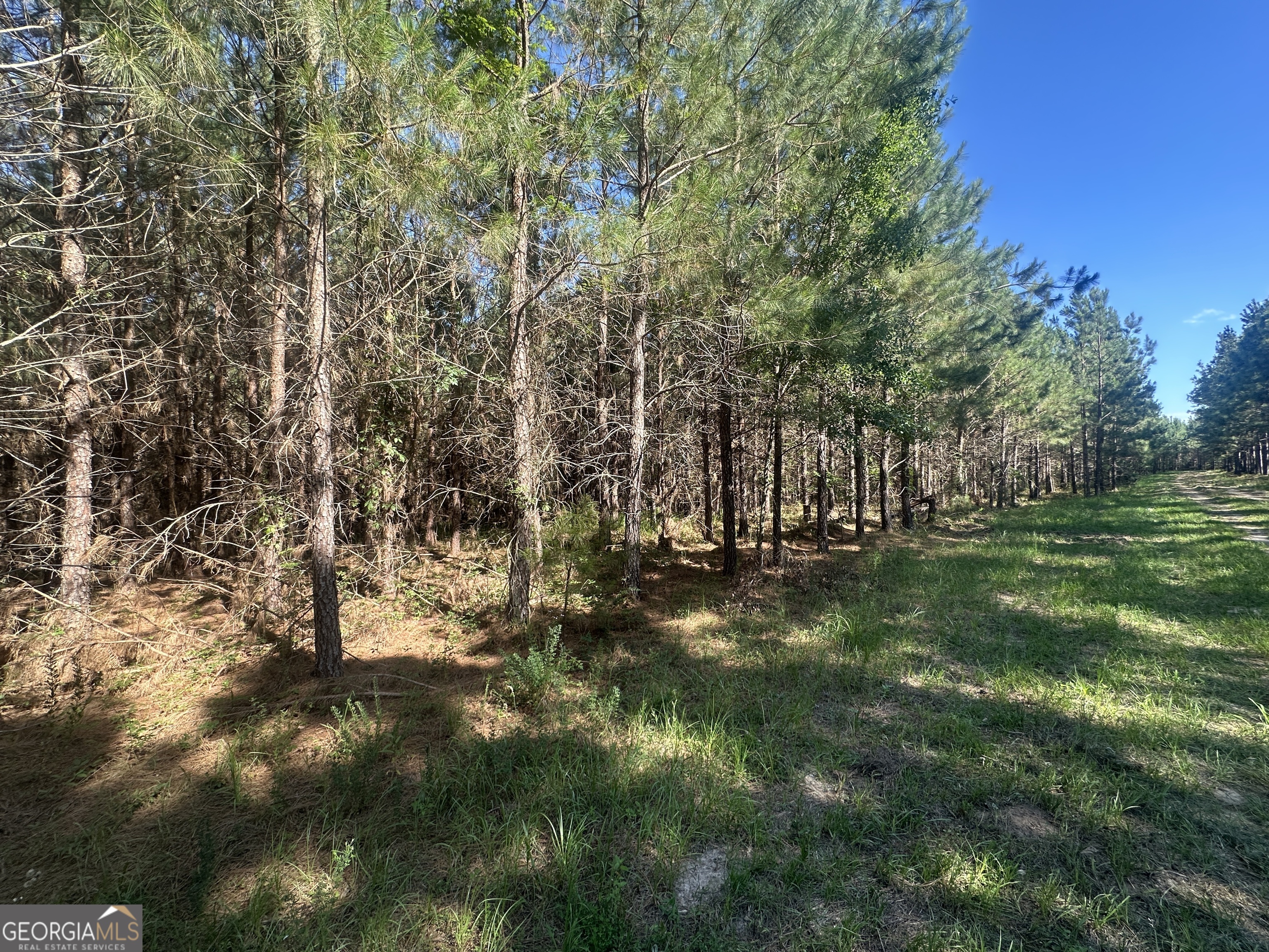 0 Dorsey Clark Road Sylvania, GA 30467 - Photo 5 of 16 a view of yard with trees
