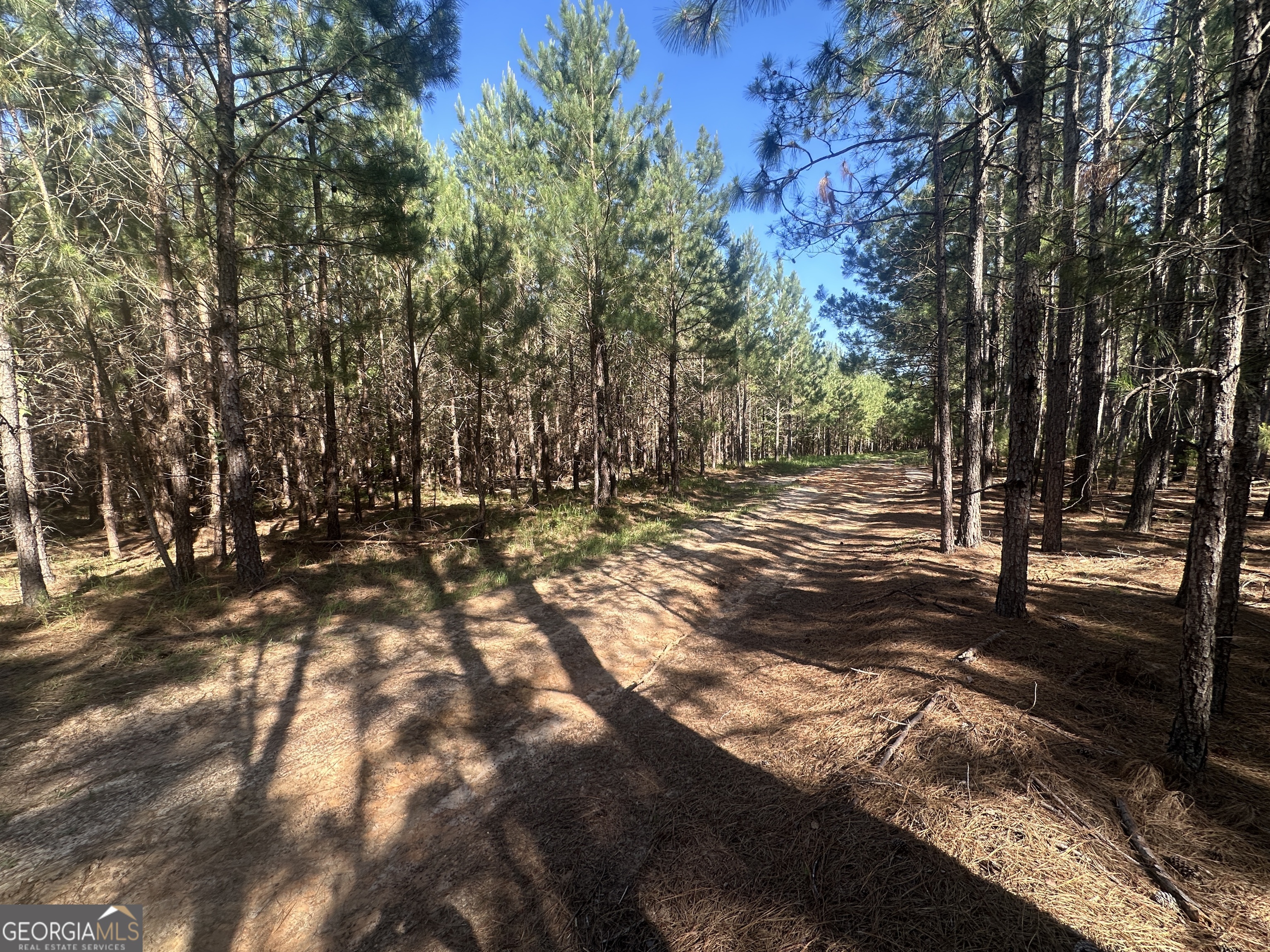 0 Dorsey Clark Road Sylvania, GA 30467 - Photo 7 of 16 a view of a yard with trees