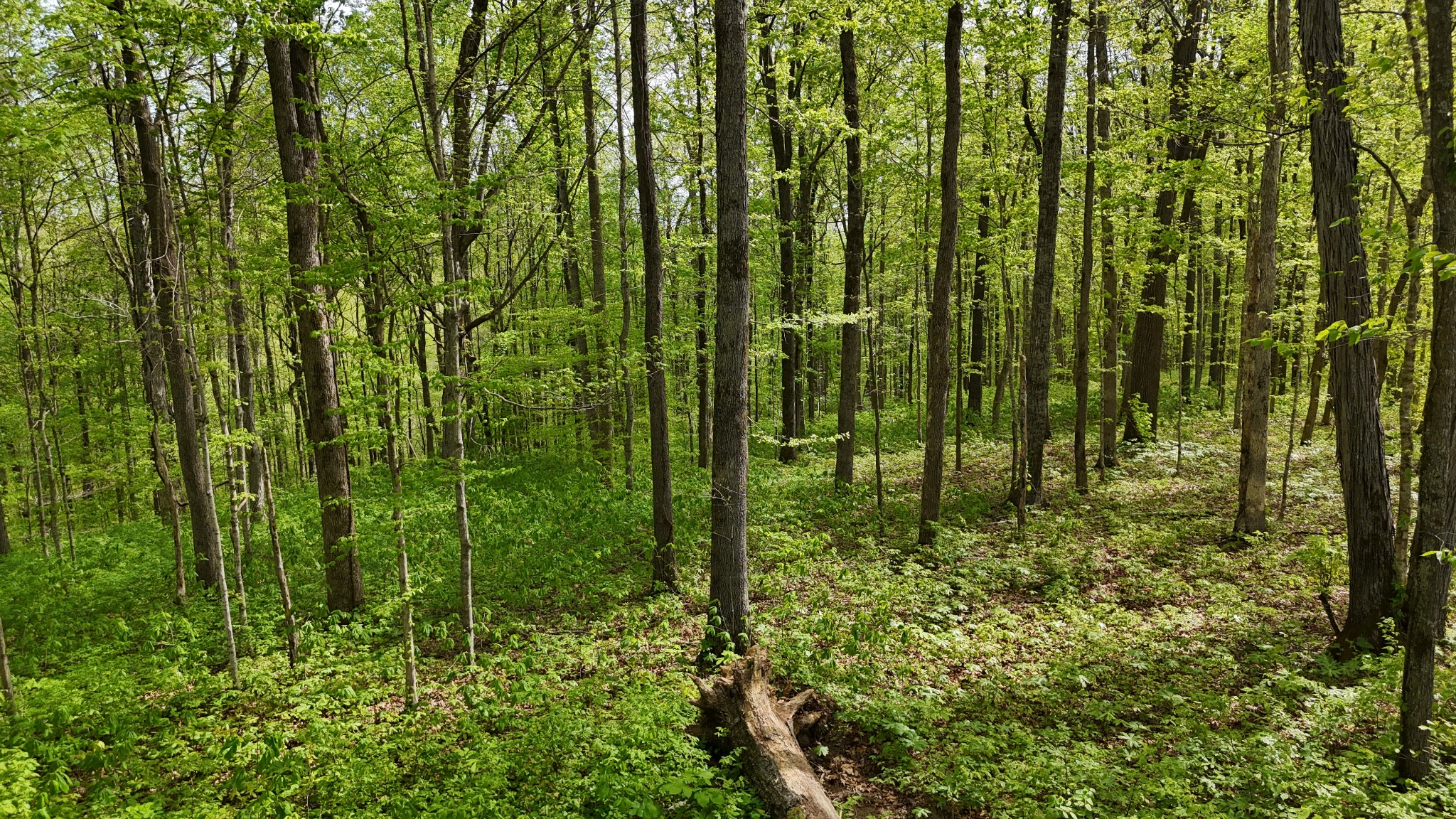 2 Greenbriar Road Franklin, TN 37064 - Photo 12 of 15