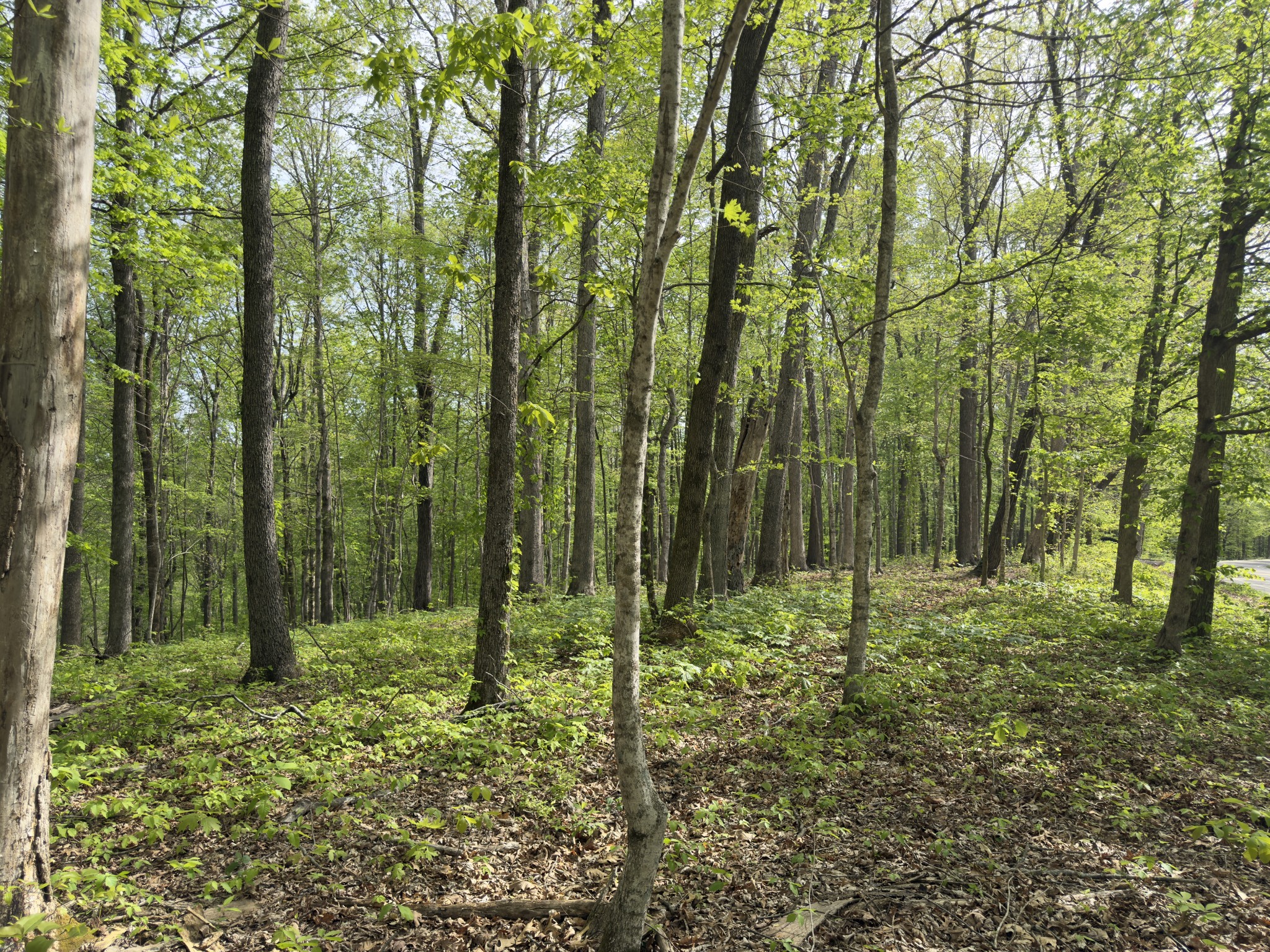 2 Greenbriar Road Franklin, TN 37064 - Photo 4 of 15