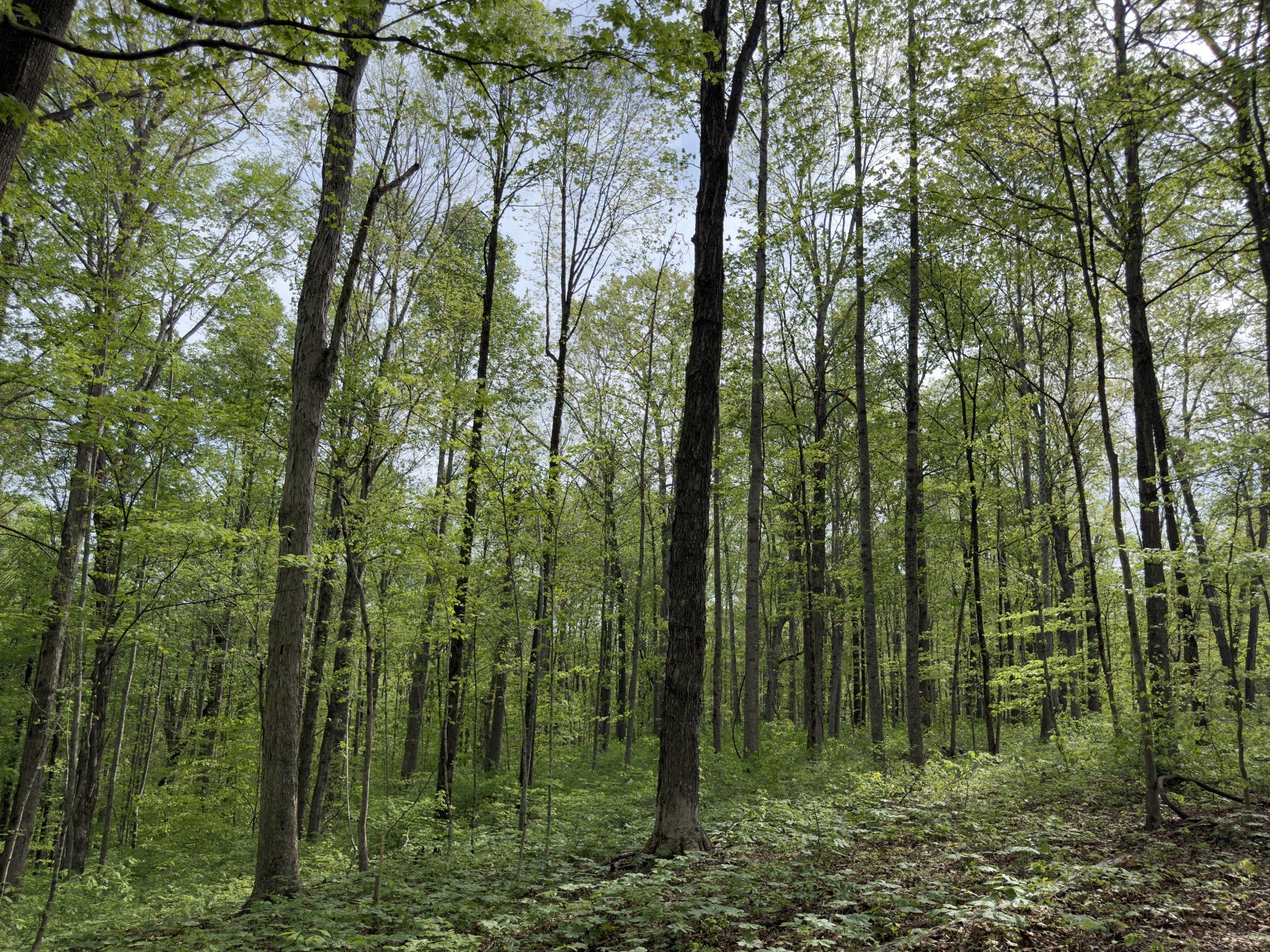 2 Greenbriar Road Franklin, TN 37064 - Photo 5 of 15