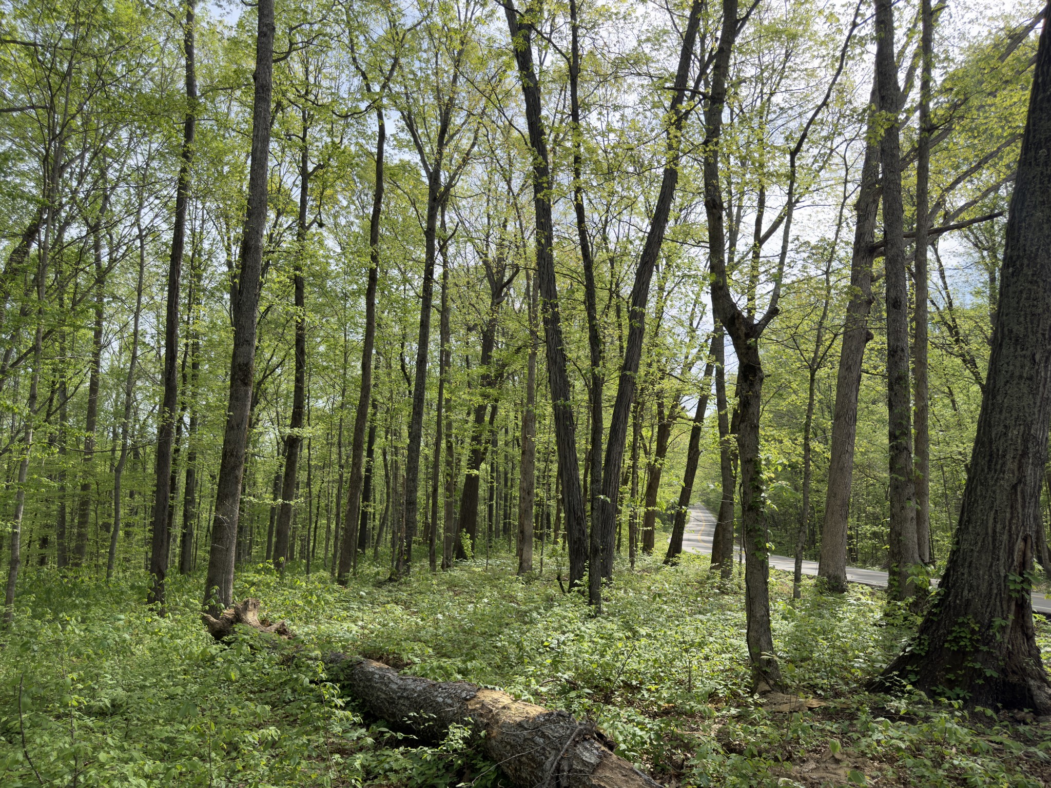 2 Greenbriar Road Franklin, TN 37064 - Photo 6 of 15