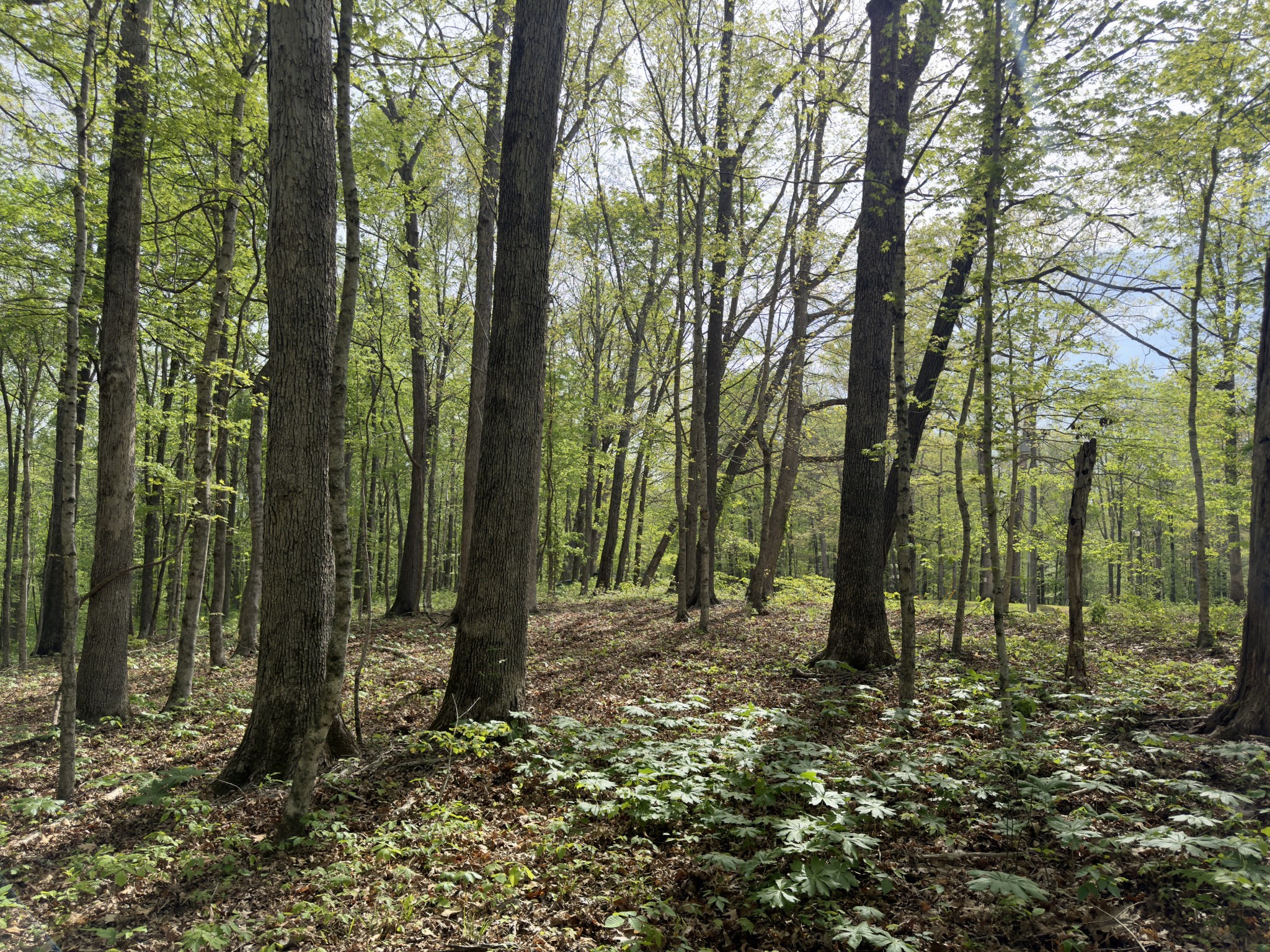 2 Greenbriar Road Franklin, TN 37064 - Photo 7 of 15