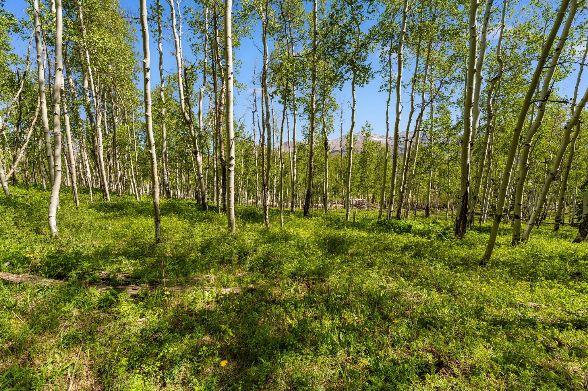 Tbd Wapiti Road Telluride, CO 81435 - Photo 6 of 20 Wapiti Lot 37
