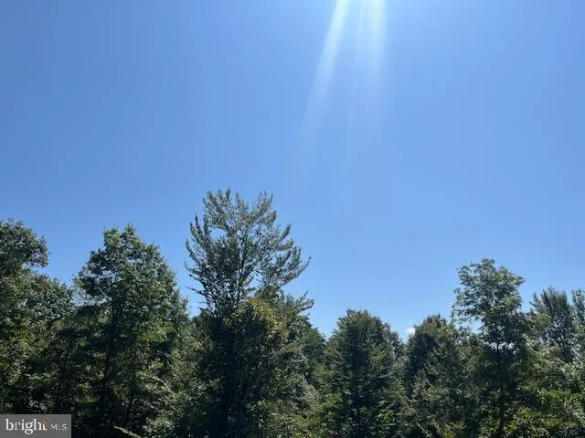 a view of a yard with plants and tree