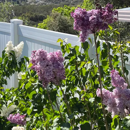 a garden view