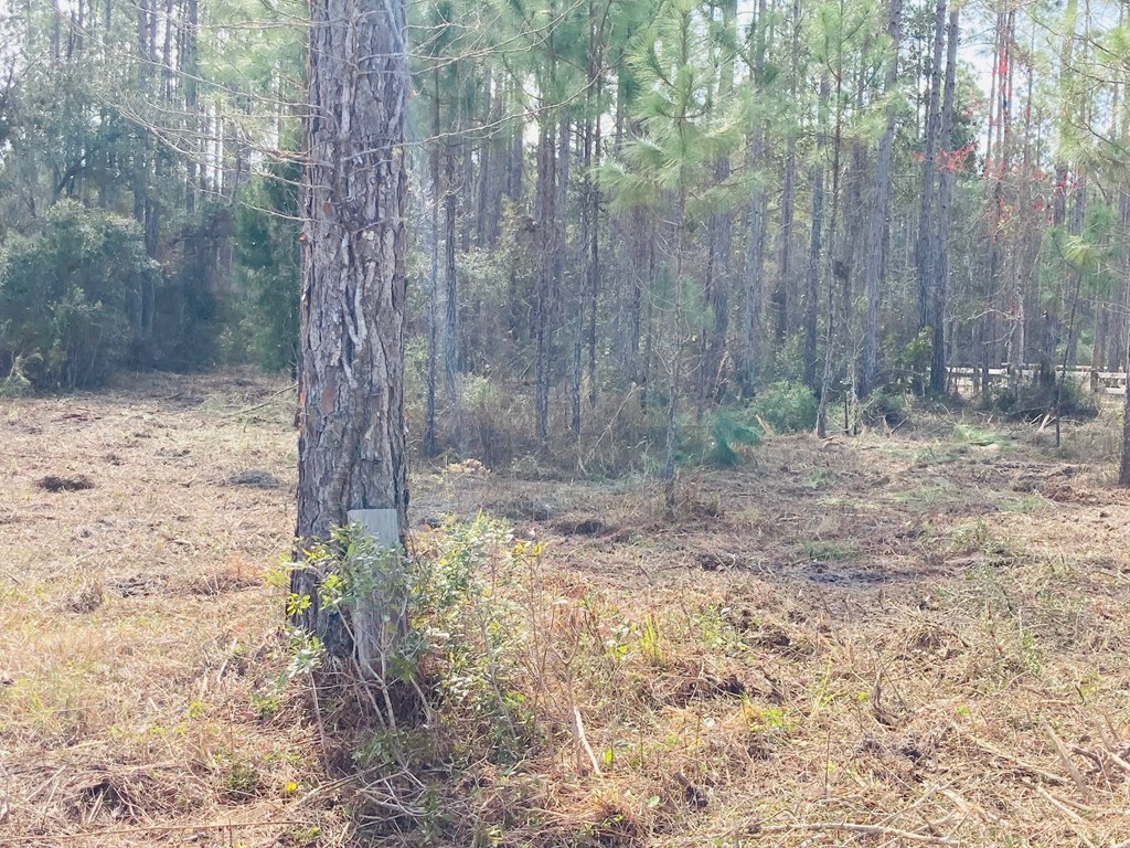 5 New River Harbor Road Carrabelle, FL 32322 - Photo 12 of 21
