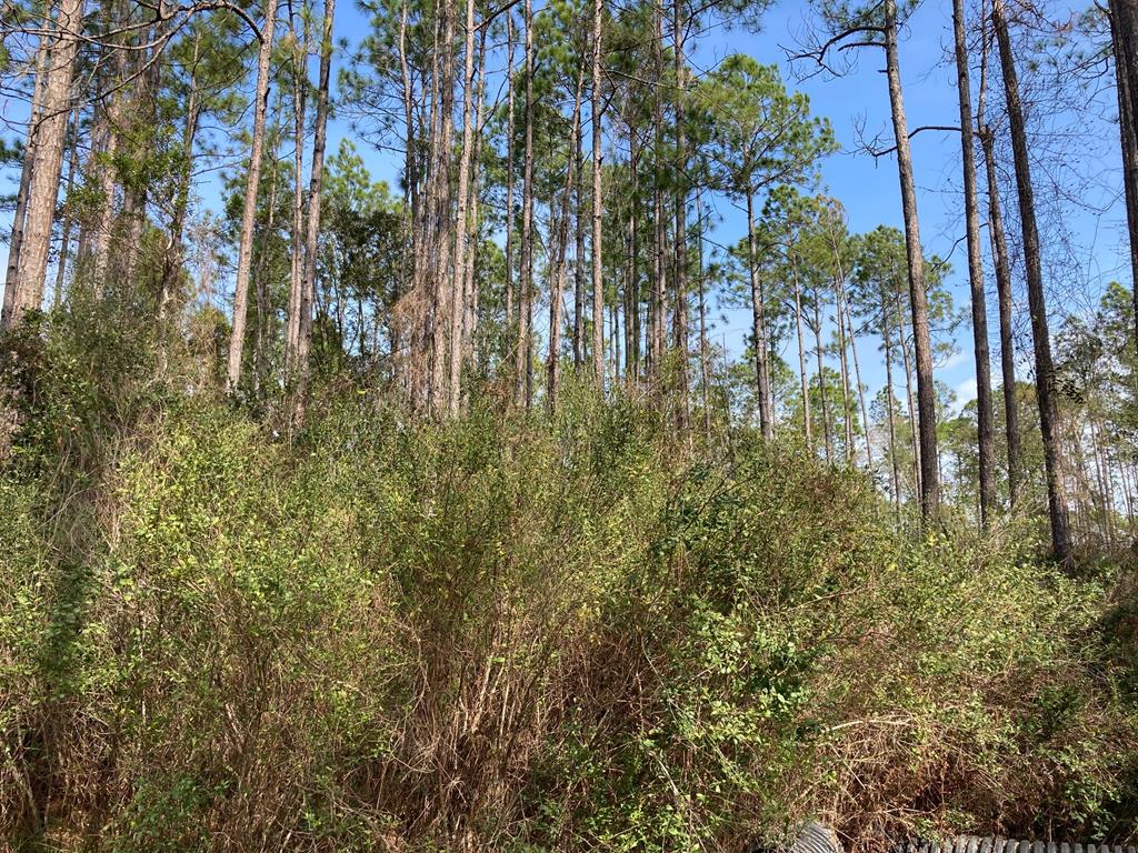 5 New River Harbor Road Carrabelle, FL 32322 - Photo 19 of 21