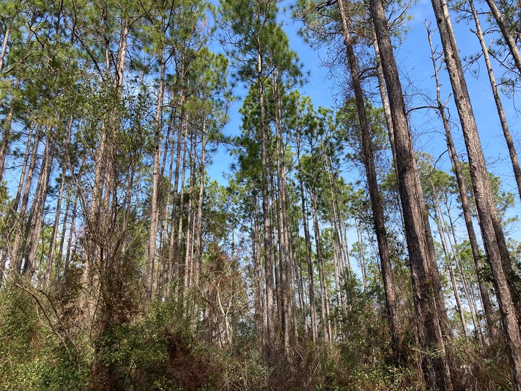 5 New River Harbor Road Carrabelle, FL 32322 - Photo 20 of 21